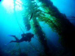 Kelp forest of Catalina Island by Steve Kuo 